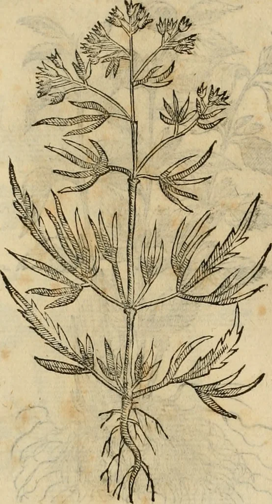 An illustration from Rerum medicarum Novae Hispaniae thesaurus, seu, Plantarum animalium mineralium Mexicanorum historia, 1651, leaf 479