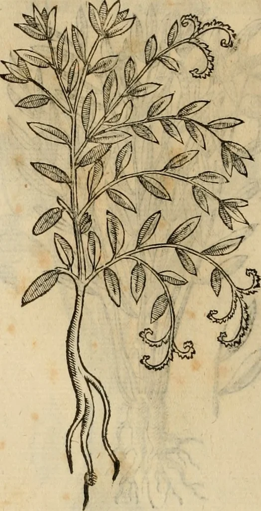 An illustration from Rerum medicarum Novae Hispaniae thesaurus, seu, Plantarum animalium mineralium Mexicanorum historia, 1651, leaf 479