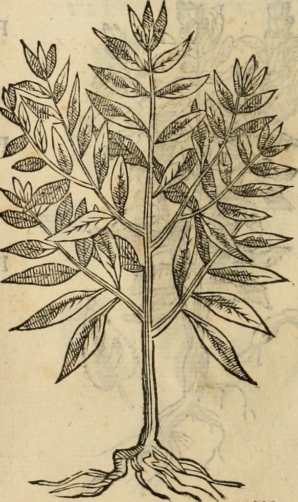 An illustration from Rerum medicarum Novae Hispaniae thesaurus, seu, Plantarum animalium mineralium Mexicanorum historia, 1651, leaf 479