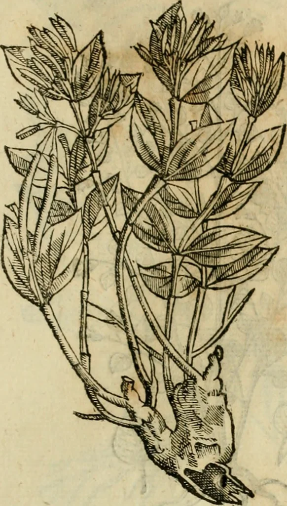 An illustration from Rerum medicarum Novae Hispaniae thesaurus, seu, Plantarum animalium mineralium Mexicanorum historia, 1651, leaf 480