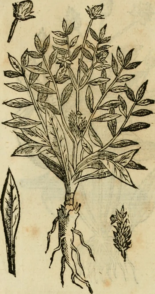 An illustration from Rerum medicarum Novae Hispaniae thesaurus, seu, Plantarum animalium mineralium Mexicanorum historia, 1651, leaf 480