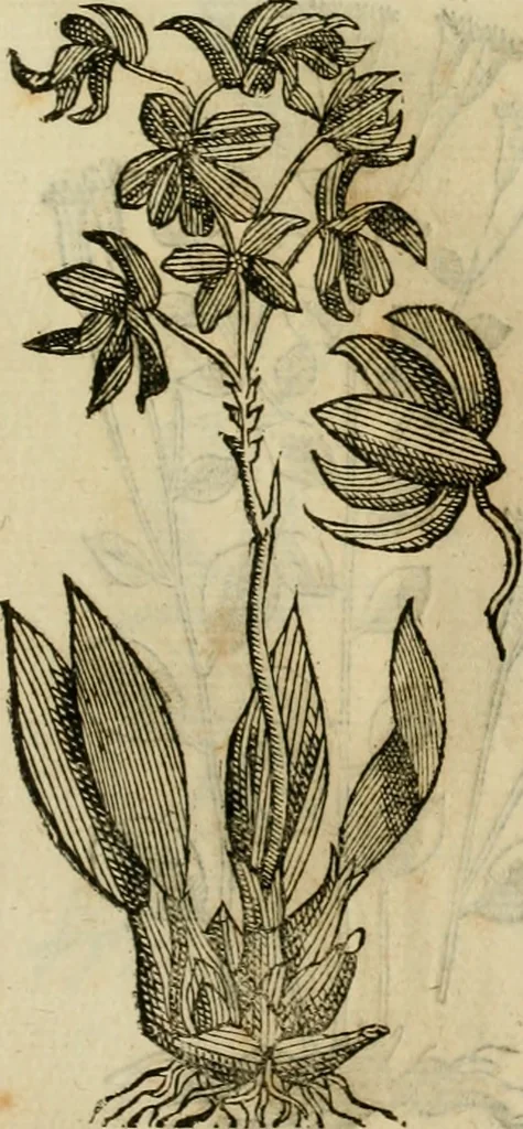 An illustration from Rerum medicarum Novae Hispaniae thesaurus, seu, Plantarum animalium mineralium Mexicanorum historia, 1651, leaf 480