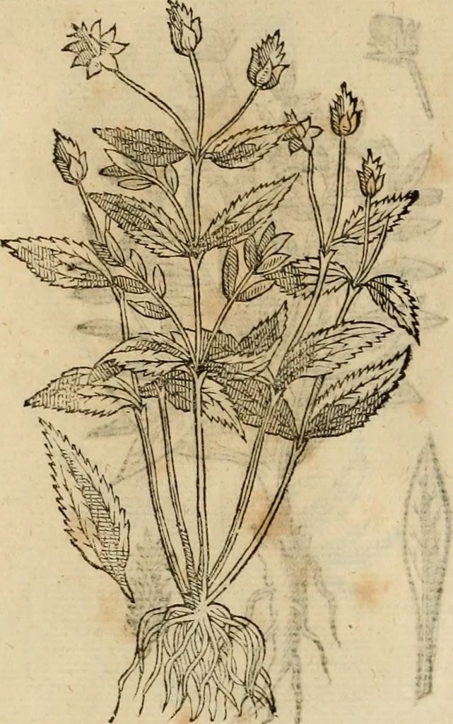 An illustration from Rerum medicarum Novae Hispaniae thesaurus, seu, Plantarum animalium mineralium Mexicanorum historia, 1651, leaf 481