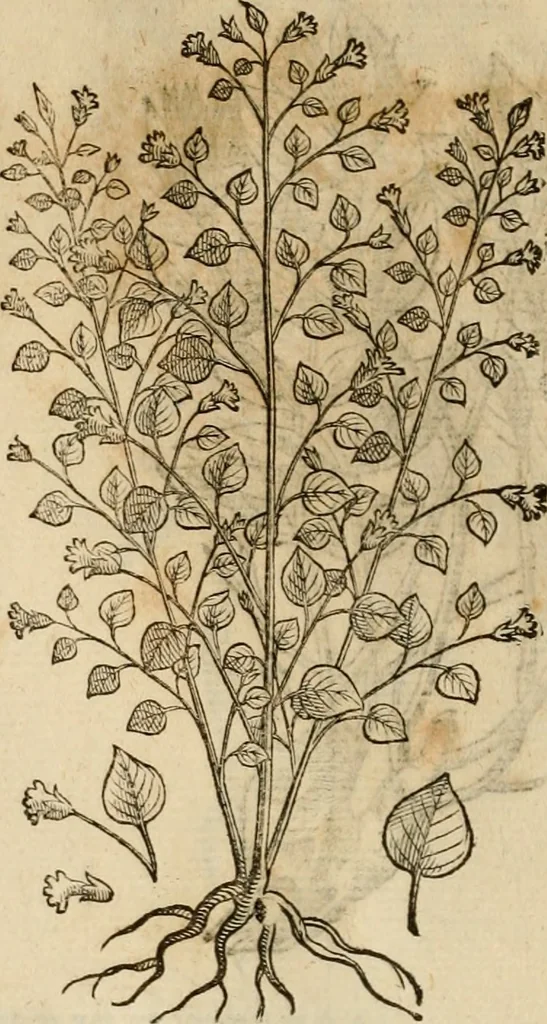 An illustration from Rerum medicarum Novae Hispaniae thesaurus, seu, Plantarum animalium mineralium Mexicanorum historia, 1651, leaf 481