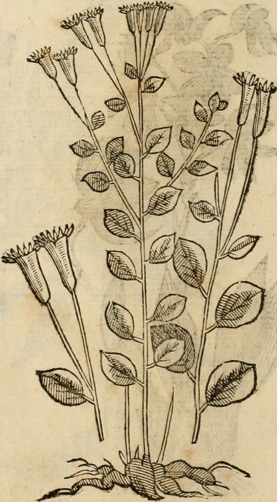 An illustration from Rerum medicarum Novae Hispaniae thesaurus, seu, Plantarum animalium mineralium Mexicanorum historia, 1651, leaf 481