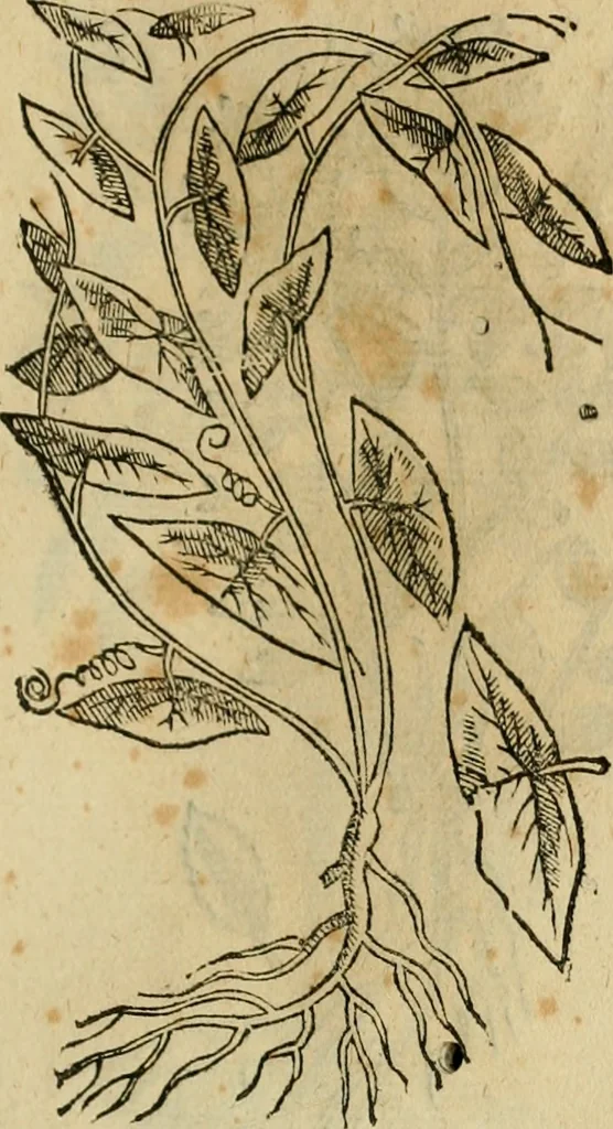 An illustration from Rerum medicarum Novae Hispaniae thesaurus, seu, Plantarum animalium mineralium Mexicanorum historia, 1651, leaf 482