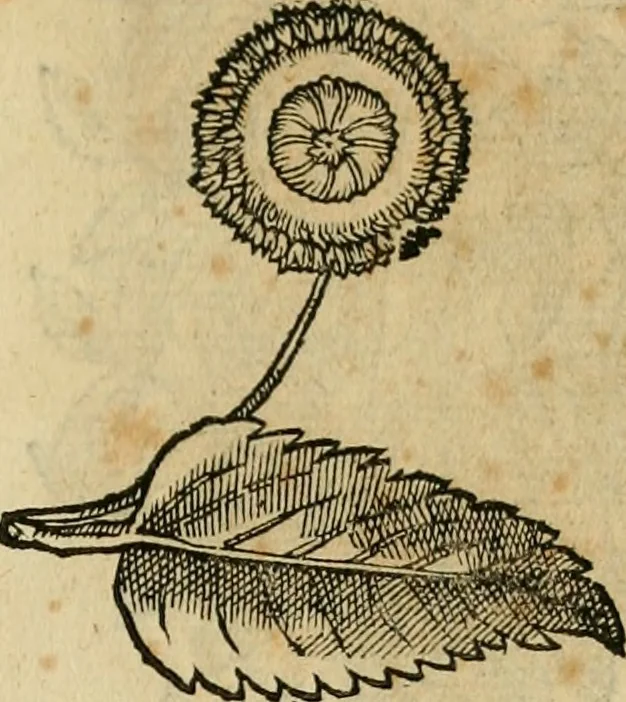 An illustration from Rerum medicarum Novae Hispaniae thesaurus, seu, Plantarum animalium mineralium Mexicanorum historia, 1651, leaf 482