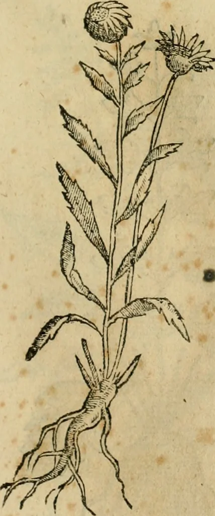An illustration from Rerum medicarum Novae Hispaniae thesaurus, seu, Plantarum animalium mineralium Mexicanorum historia, 1651, leaf 482