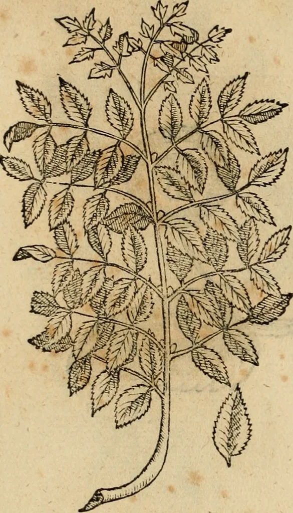 An illustration from Rerum medicarum Novae Hispaniae thesaurus, seu, Plantarum animalium mineralium Mexicanorum historia, 1651, leaf 483