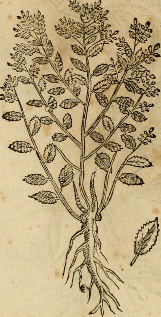 An illustration from Rerum medicarum Novae Hispaniae thesaurus, seu, Plantarum animalium mineralium Mexicanorum historia, 1651, leaf 483