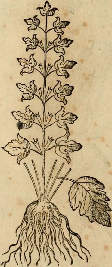 An illustration from Rerum medicarum Novae Hispaniae thesaurus, seu, Plantarum animalium mineralium Mexicanorum historia, 1651, leaf 483