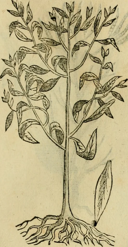 An illustration from Rerum medicarum Novae Hispaniae thesaurus, seu, Plantarum animalium mineralium Mexicanorum historia, 1651, leaf 484