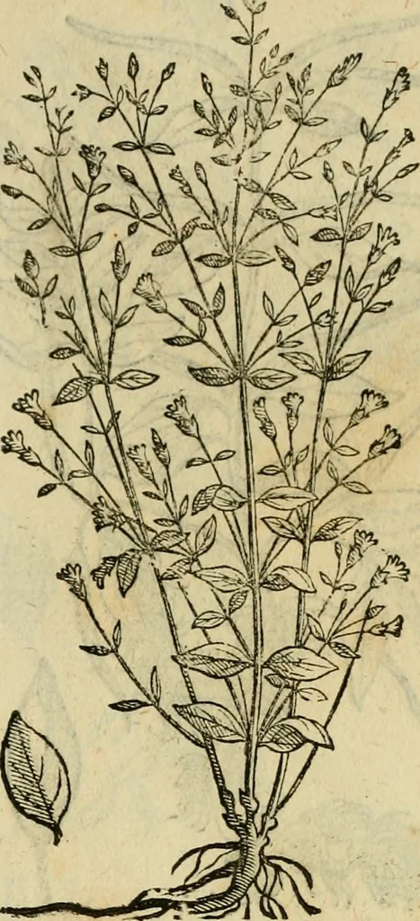 An illustration from Rerum medicarum Novae Hispaniae thesaurus, seu, Plantarum animalium mineralium Mexicanorum historia, 1651, leaf 484