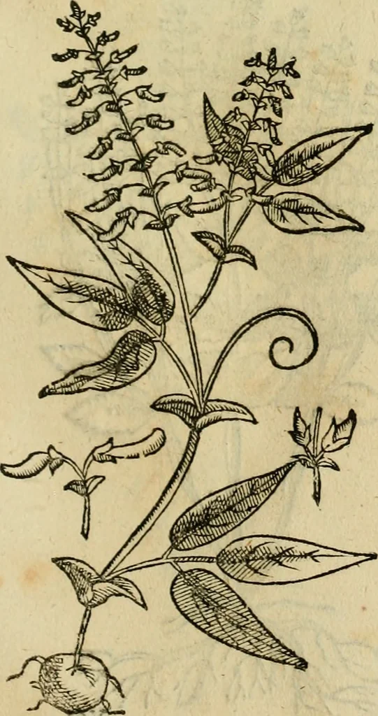 An illustration from Rerum medicarum Novae Hispaniae thesaurus, seu, Plantarum animalium mineralium Mexicanorum historia, 1651, leaf 484