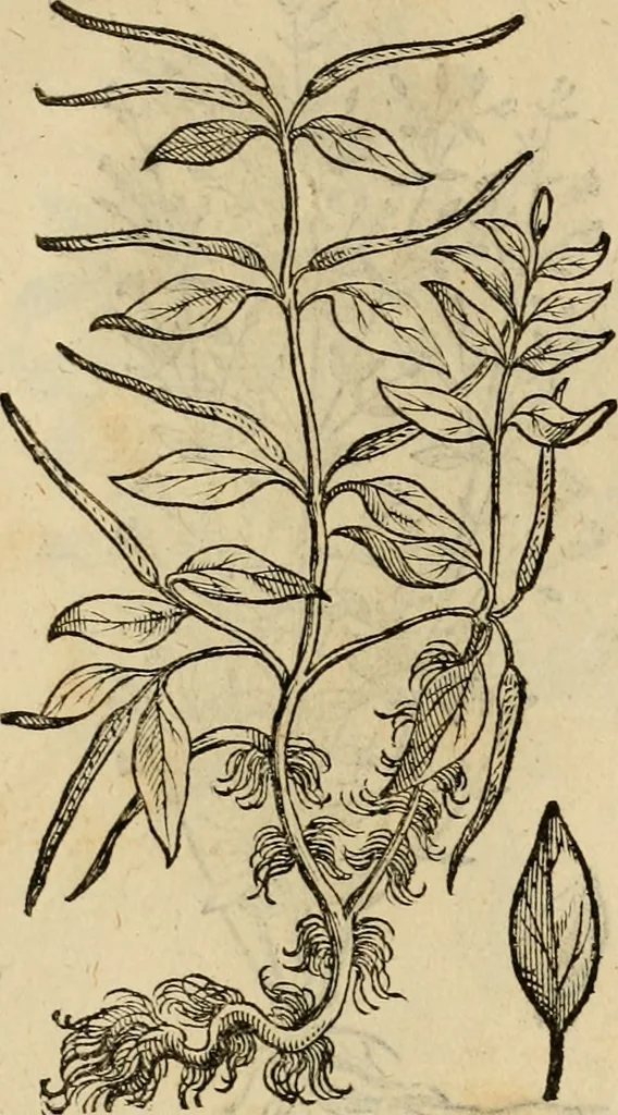 An illustration from Rerum medicarum Novae Hispaniae thesaurus, seu, Plantarum animalium mineralium Mexicanorum historia, 1651, leaf 485