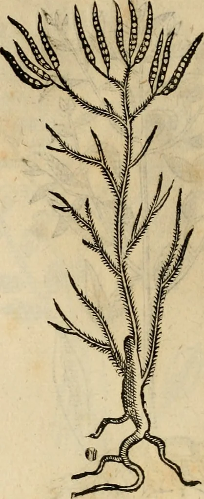An illustration from Rerum medicarum Novae Hispaniae thesaurus, seu, Plantarum animalium mineralium Mexicanorum historia, 1651, leaf 485