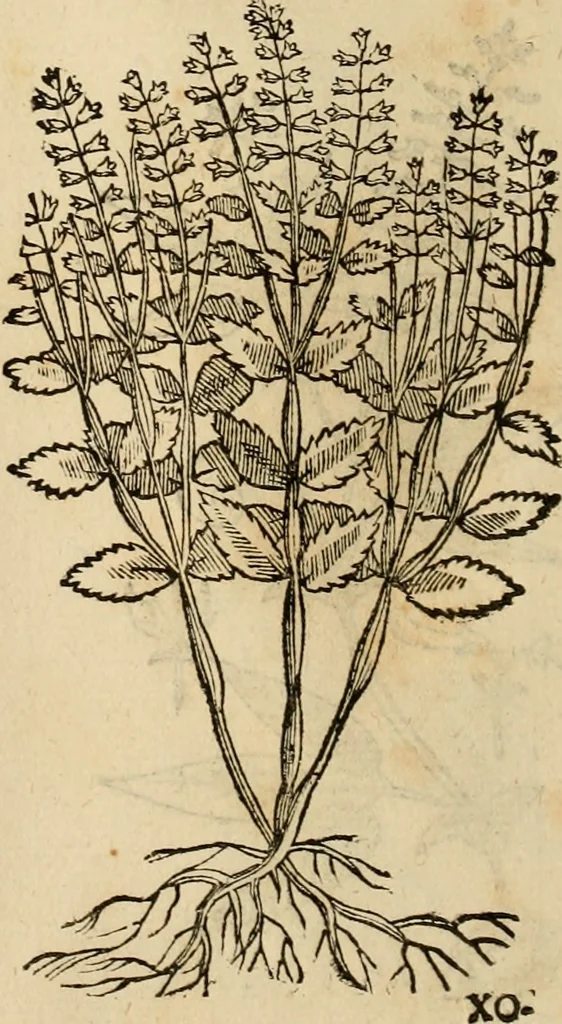 An illustration from Rerum medicarum Novae Hispaniae thesaurus, seu, Plantarum animalium mineralium Mexicanorum historia, 1651, leaf 485