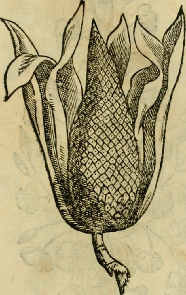 An illustration from Rerum medicarum Novae Hispaniae thesaurus, seu, Plantarum animalium mineralium Mexicanorum historia, 1651, leaf 486