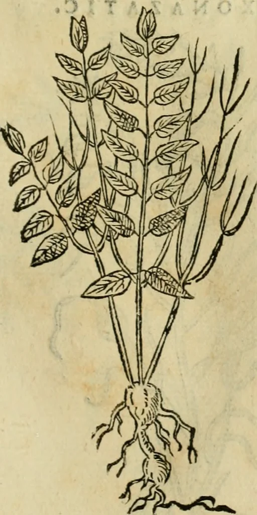 An illustration from Rerum medicarum Novae Hispaniae thesaurus, seu, Plantarum animalium mineralium Mexicanorum historia, 1651, leaf 486