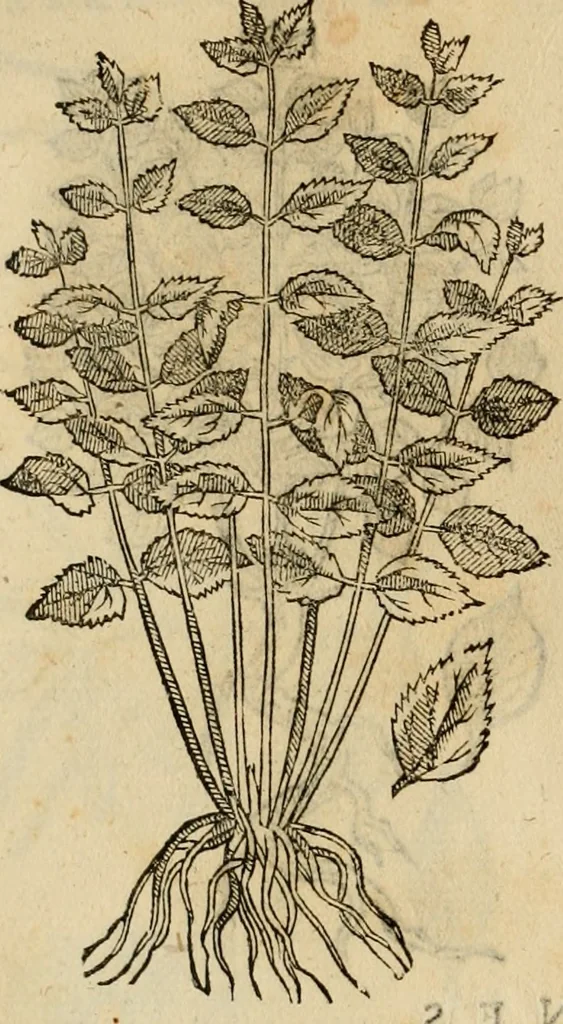 An illustration from Rerum medicarum Novae Hispaniae thesaurus, seu, Plantarum animalium mineralium Mexicanorum historia, 1651, leaf 487