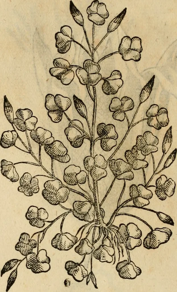 An illustration from Rerum medicarum Novae Hispaniae thesaurus, seu, Plantarum animalium mineralium Mexicanorum historia, 1651, leaf 487