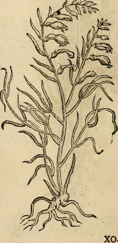 An illustration from Rerum medicarum Novae Hispaniae thesaurus, seu, Plantarum animalium mineralium Mexicanorum historia, 1651, leaf 487