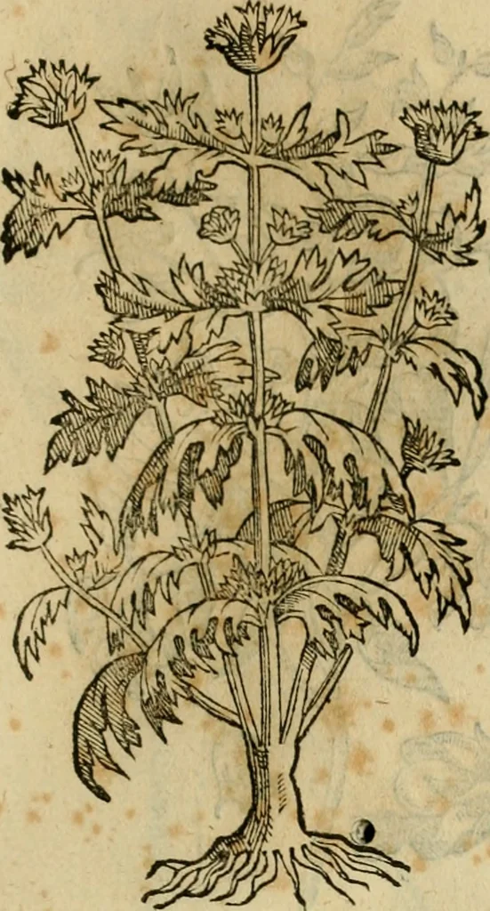 An illustration from Rerum medicarum Novae Hispaniae thesaurus, seu, Plantarum animalium mineralium Mexicanorum historia, 1651, leaf 488