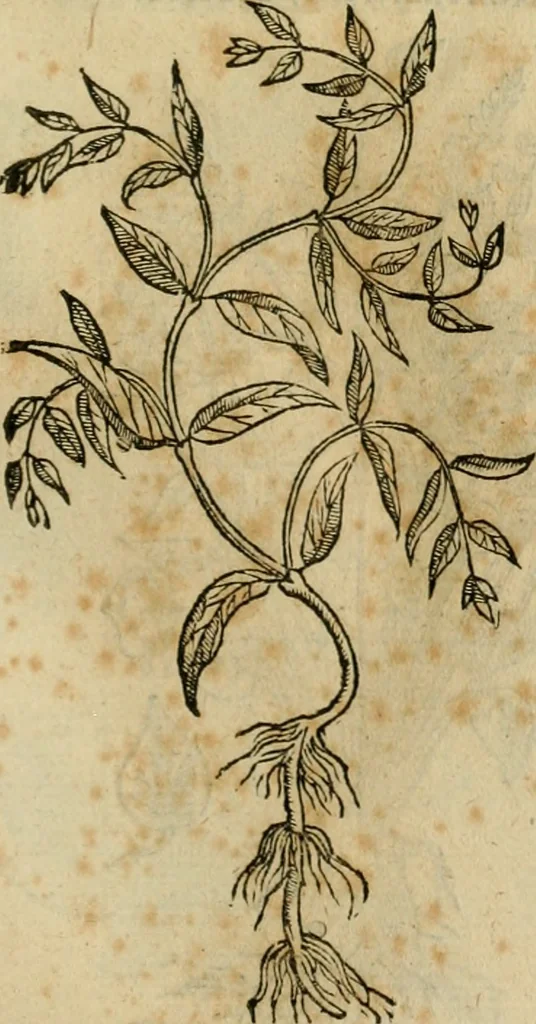 An illustration from Rerum medicarum Novae Hispaniae thesaurus, seu, Plantarum animalium mineralium Mexicanorum historia, 1651, leaf 488