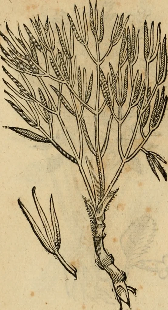 An illustration from Rerum medicarum Novae Hispaniae thesaurus, seu, Plantarum animalium mineralium Mexicanorum historia, 1651, leaf 489
