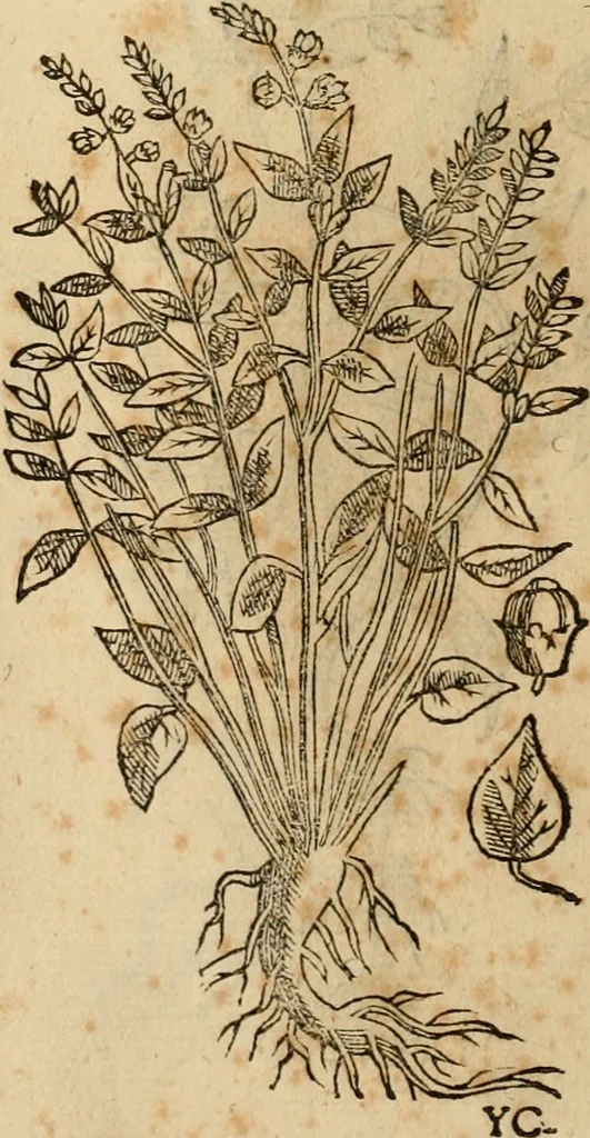An illustration from Rerum medicarum Novae Hispaniae thesaurus, seu, Plantarum animalium mineralium Mexicanorum historia, 1651, leaf 489