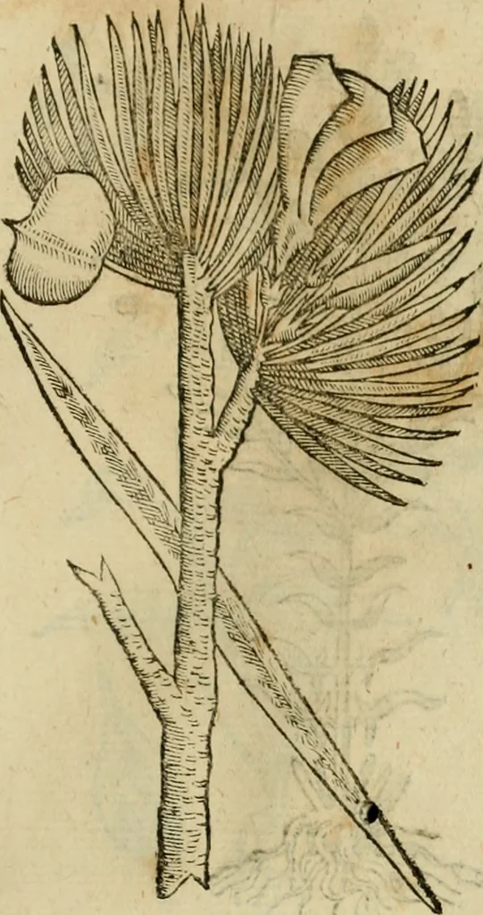 An illustration from Rerum medicarum Novae Hispaniae thesaurus, seu, Plantarum animalium mineralium Mexicanorum historia, 1651, leaf 490