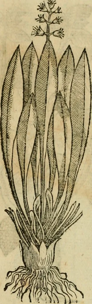 An illustration from Rerum medicarum Novae Hispaniae thesaurus, seu, Plantarum animalium mineralium Mexicanorum historia, 1651, leaf 490