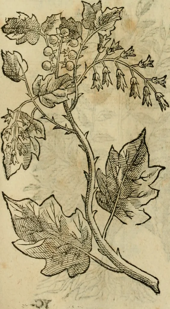 An illustration from Rerum medicarum Novae Hispaniae thesaurus, seu, Plantarum animalium mineralium Mexicanorum historia, 1651, leaf 490