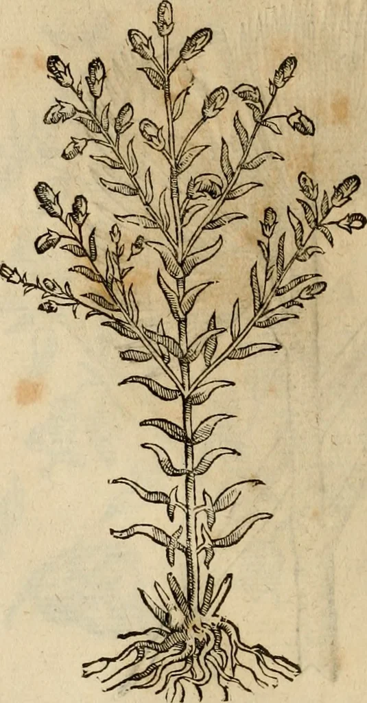 An illustration from Rerum medicarum Novae Hispaniae thesaurus, seu, Plantarum animalium mineralium Mexicanorum historia, 1651, leaf 491