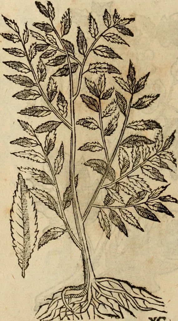 An illustration from Rerum medicarum Novae Hispaniae thesaurus, seu, Plantarum animalium mineralium Mexicanorum historia, 1651, leaf 491