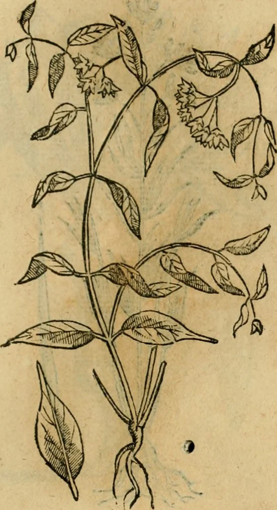 An illustration from Rerum medicarum Novae Hispaniae thesaurus, seu, Plantarum animalium mineralium Mexicanorum historia, 1651, leaf 492