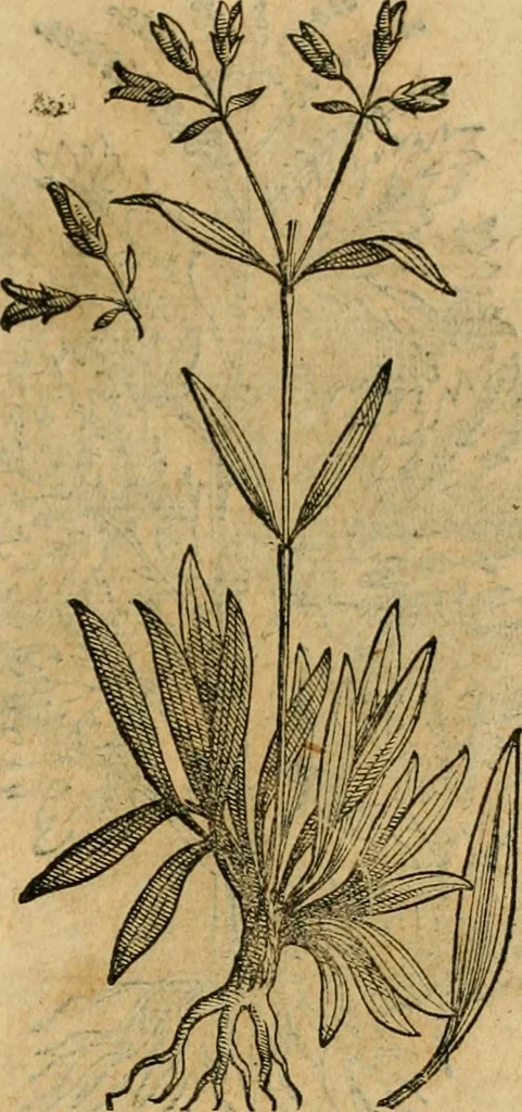 An illustration from Rerum medicarum Novae Hispaniae thesaurus, seu, Plantarum animalium mineralium Mexicanorum historia, 1651, leaf 492