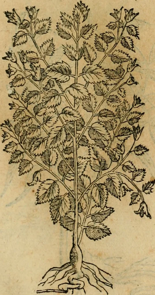 An illustration from Rerum medicarum Novae Hispaniae thesaurus, seu, Plantarum animalium mineralium Mexicanorum historia, 1651, leaf 492