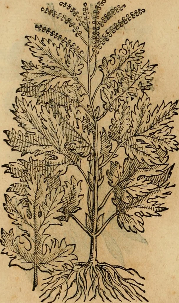 An illustration from Rerum medicarum Novae Hispaniae thesaurus, seu, Plantarum animalium mineralium Mexicanorum historia, 1651, leaf 493