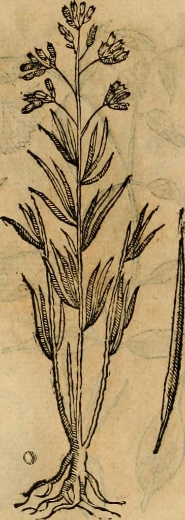 An illustration from Rerum medicarum Novae Hispaniae thesaurus, seu, Plantarum animalium mineralium Mexicanorum historia, 1651, leaf 493