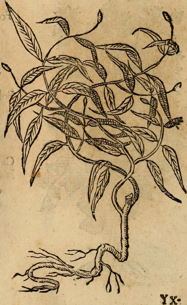 An illustration from Rerum medicarum Novae Hispaniae thesaurus, seu, Plantarum animalium mineralium Mexicanorum historia, 1651, leaf 493