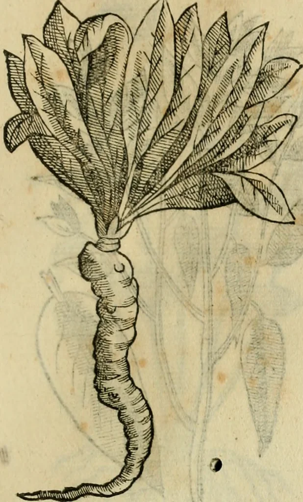 An illustration from Rerum medicarum Novae Hispaniae thesaurus, seu, Plantarum animalium mineralium Mexicanorum historia, 1651, leaf 494