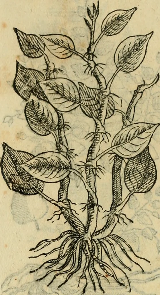 An illustration from Rerum medicarum Novae Hispaniae thesaurus, seu, Plantarum animalium mineralium Mexicanorum historia, 1651, leaf 494