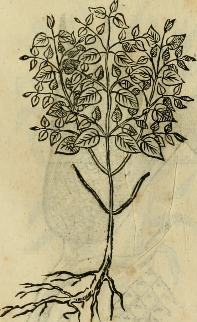 An illustration from Rerum medicarum Novae Hispaniae thesaurus, seu, Plantarum animalium mineralium Mexicanorum historia, 1651, leaf 494