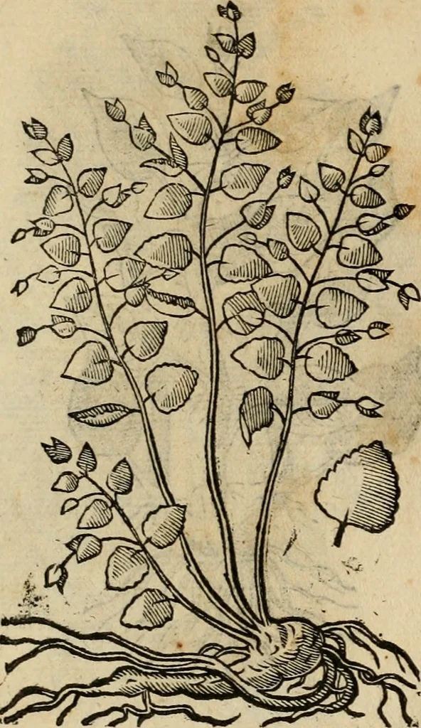 An illustration from Rerum medicarum Novae Hispaniae thesaurus, seu, Plantarum animalium mineralium Mexicanorum historia, 1651, leaf 495