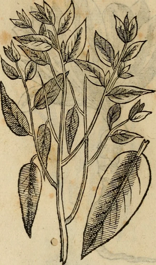 An illustration from Rerum medicarum Novae Hispaniae thesaurus, seu, Plantarum animalium mineralium Mexicanorum historia, 1651, leaf 495
