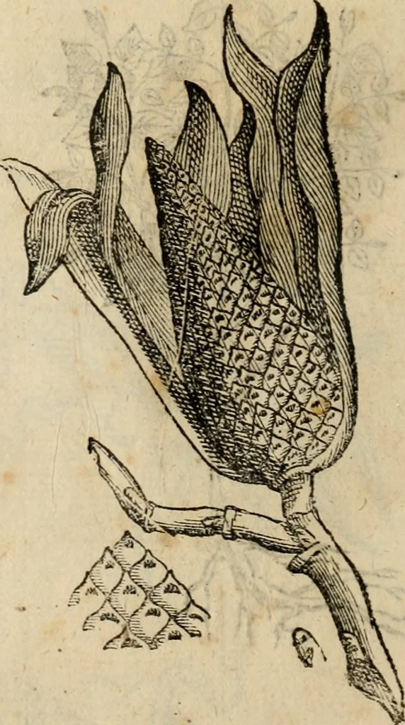 An illustration from Rerum medicarum Novae Hispaniae thesaurus, seu, Plantarum animalium mineralium Mexicanorum historia, 1651, leaf 495