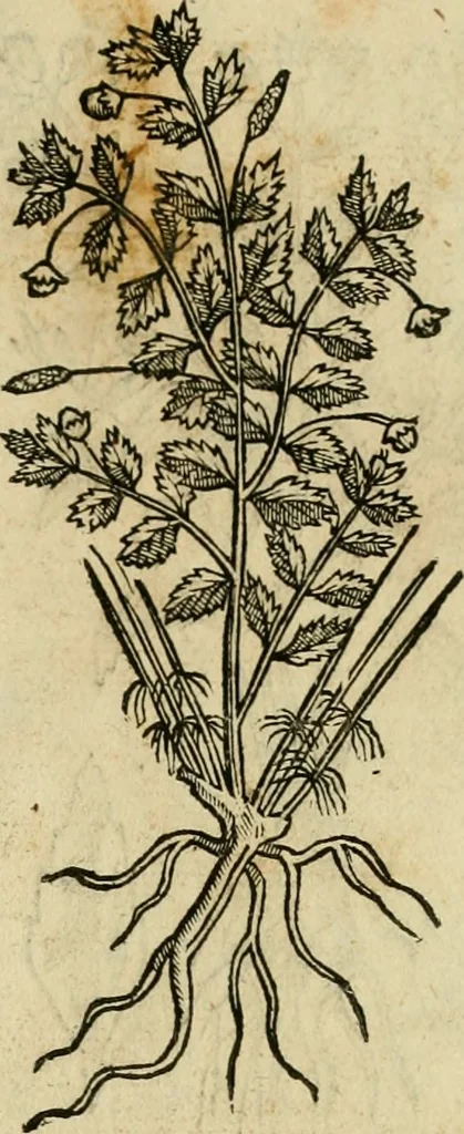An illustration from Rerum medicarum Novae Hispaniae thesaurus, seu, Plantarum animalium mineralium Mexicanorum historia, 1651, leaf 496
