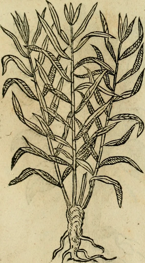 An illustration from Rerum medicarum Novae Hispaniae thesaurus, seu, Plantarum animalium mineralium Mexicanorum historia, 1651, leaf 496