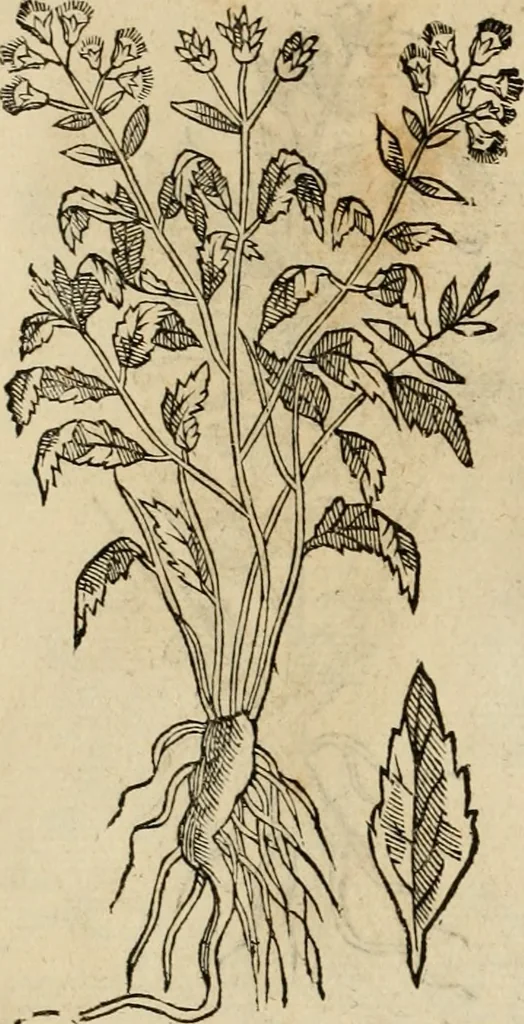 An illustration from Rerum medicarum Novae Hispaniae thesaurus, seu, Plantarum animalium mineralium Mexicanorum historia, 1651, leaf 497